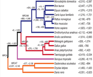The duck genome and transcriptome provide insight into an avian influenza virus reservoir species.썸네일