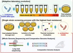 Complete Genome Sequence of the Newly Developed Lactobacillus acidophilus Strain With Improved Thermal Adaptability썸네일